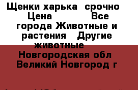 Щенки харька! срочно. › Цена ­ 5 000 - Все города Животные и растения » Другие животные   . Новгородская обл.,Великий Новгород г.